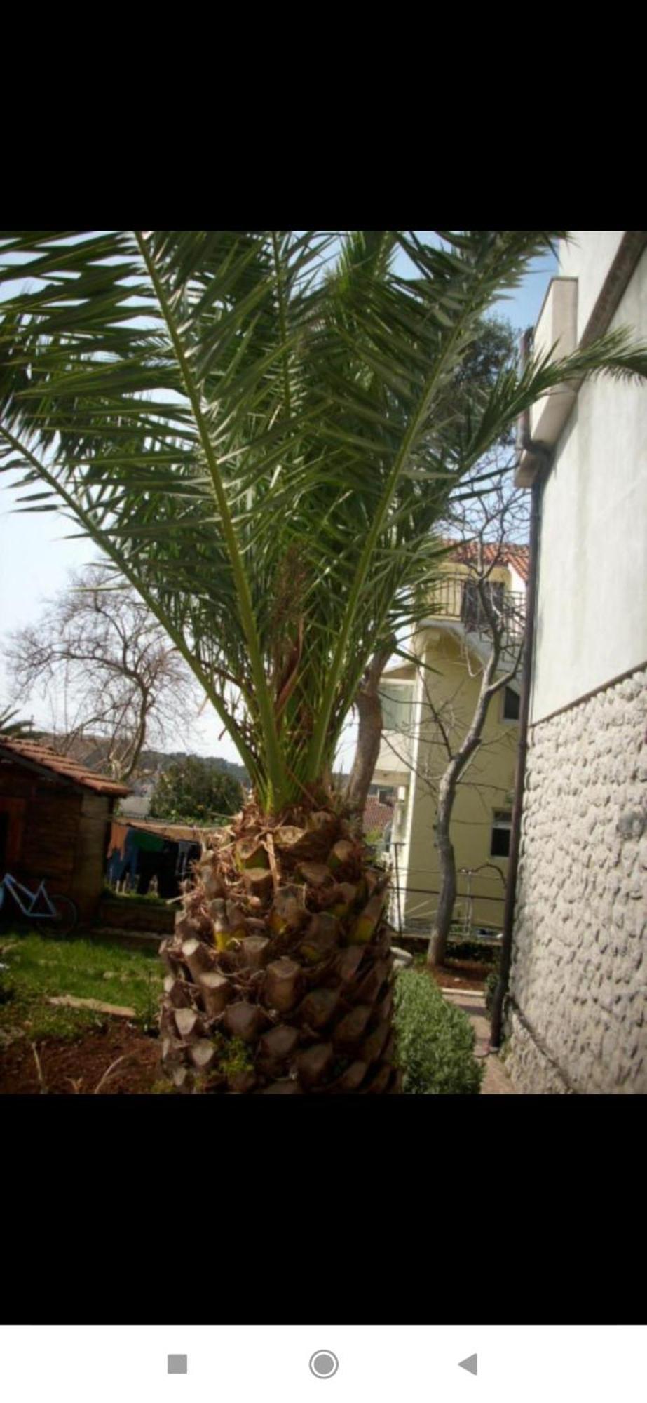 Apartment Jovic 2 Mali Losinj